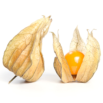 PHYSALIS Physalis Schale 