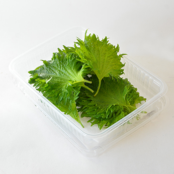 KOPPERT SHISOBLÄTTER GRÜN 50G  SCHALE Koppert Shisoblätter grün 50g Schale